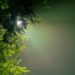 Licht scheint durch Pflanzen
