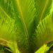 Palmwedel
