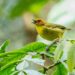 singender Vogel