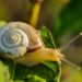 Schnecke